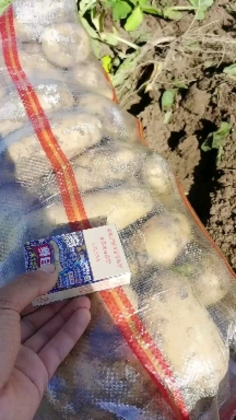 河南黄心土豆荷兰十五，精品土豆，一手货源欢迎咨询