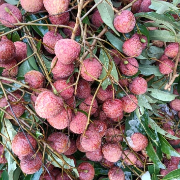 荔枝