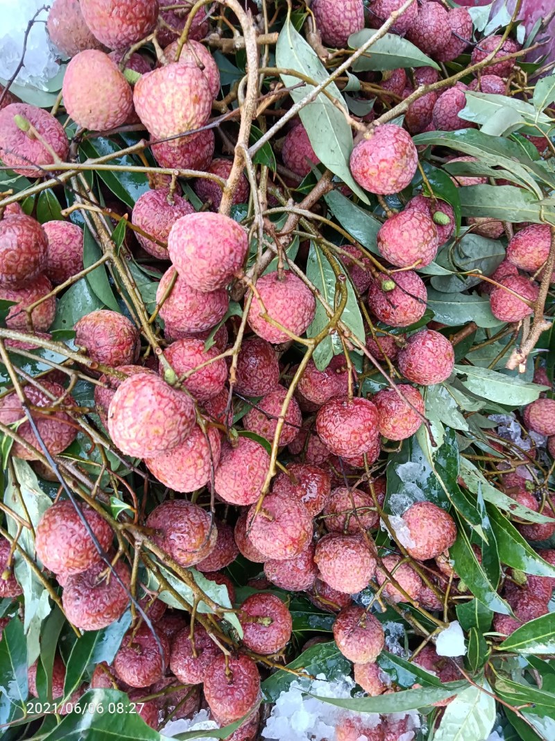 荔枝