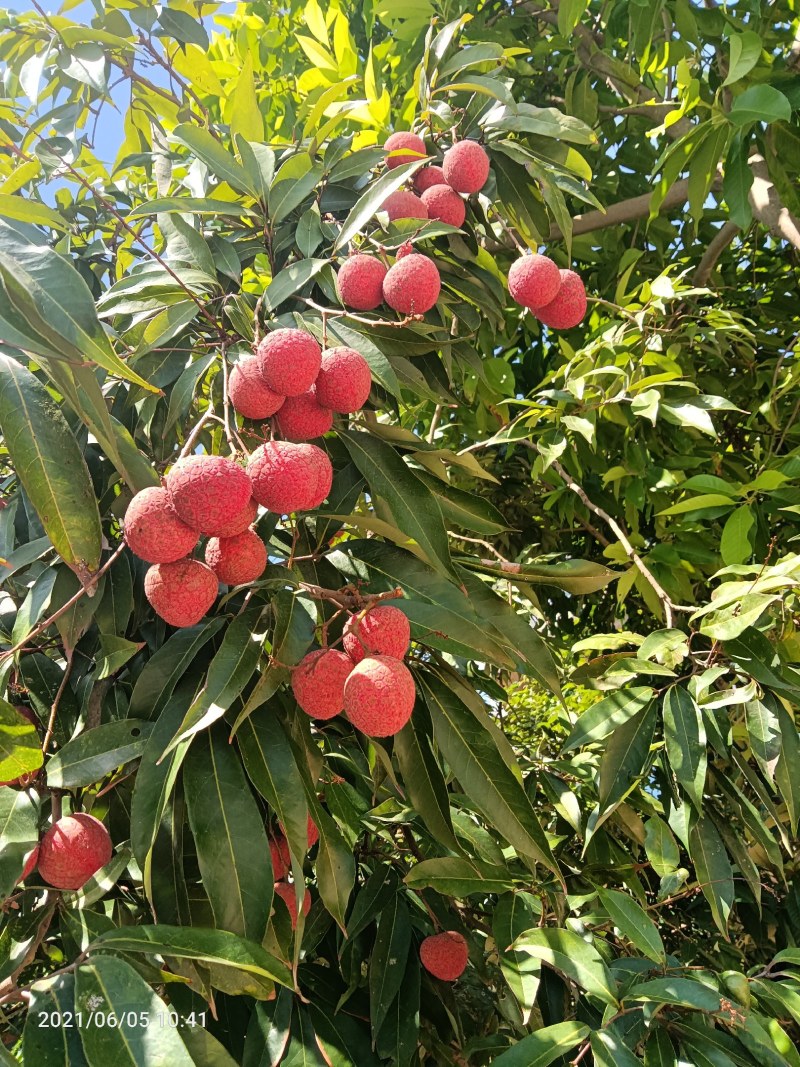 荔枝