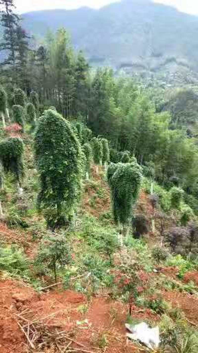 精品流泉地苗袋苗多种规格适用景观绿化欢迎实地考察
