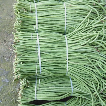 长豆角大量现货绿色好看细条欢迎新朋友来电
