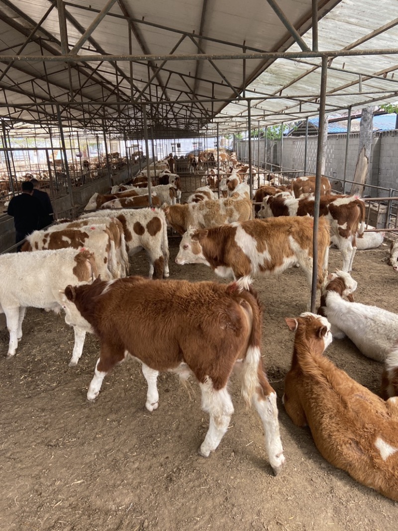 3-5月龄牛犊利木赞牛肉牛犊成年怀孕母牛包送到家