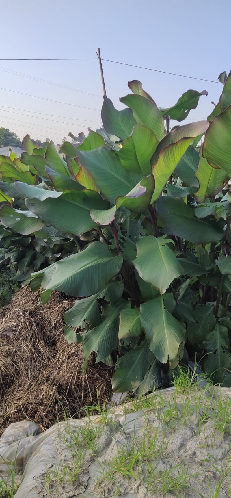 手工生产魔芋粉皮粉丝江西湖南土特产口感好无添加可代加工