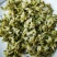 琛青脱水干槐花批发/洋槐花/槐蕊/洋槐，槐花厂家槐花加工