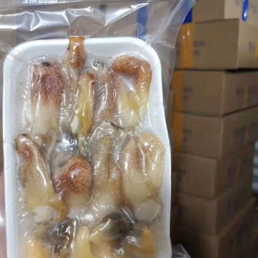 象鼻螺肉