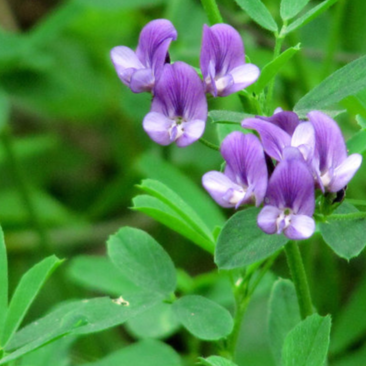 紫花苜蓿种子苜蓿草种子苜蓿籽未包衣可在线交易