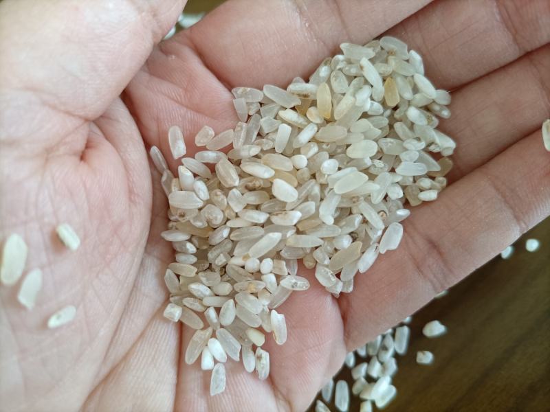 新到饲料米鸡食米白净碎米长粒香鸡米酒米大量现货