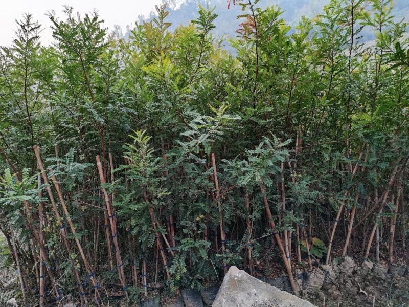 清香木