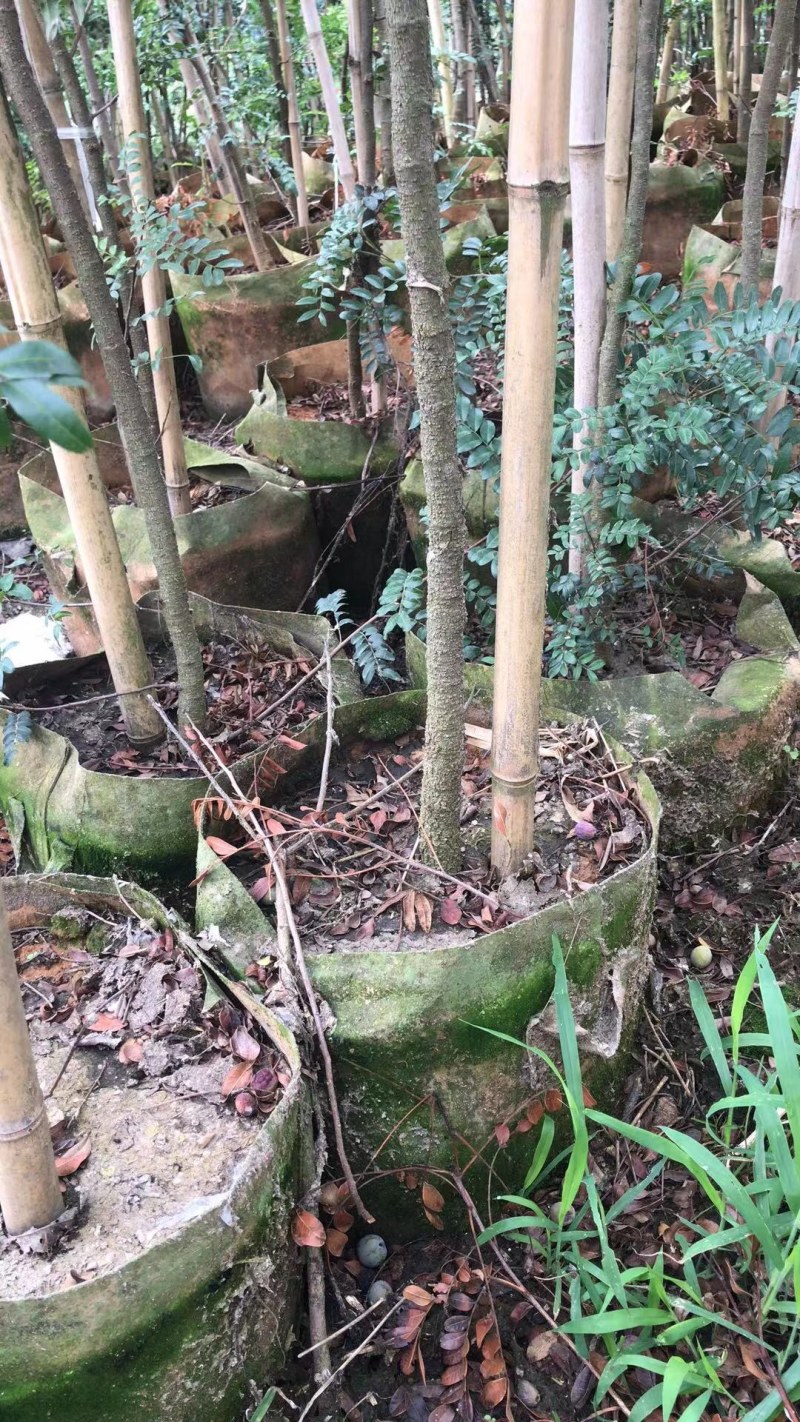 清香木