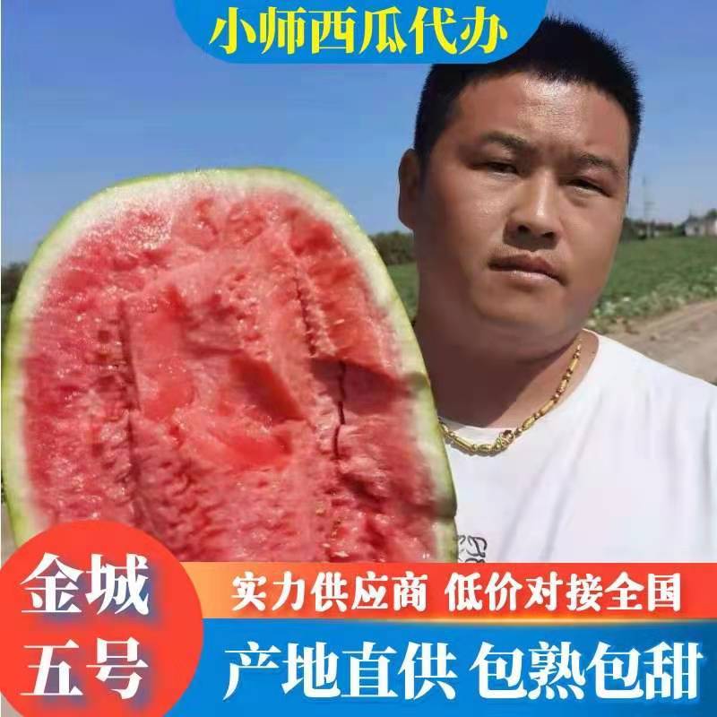 新疆西瓜昌吉西瓜老龙河西瓜金城5号西瓜，大量上市，全国代发