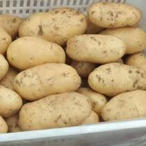 荷兰十五土豆，3两以上通货，产地一手货源
