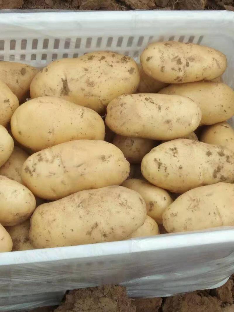 荷兰十五土豆，3两以上通货，产地一手货源