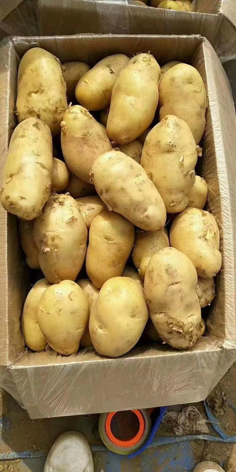 荷兰十五土豆，3两以上通货，产地一手货源