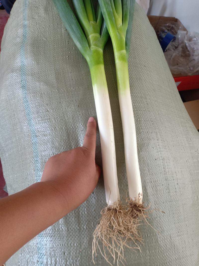 精品优质铁杆钢葱大量上市中！...…………