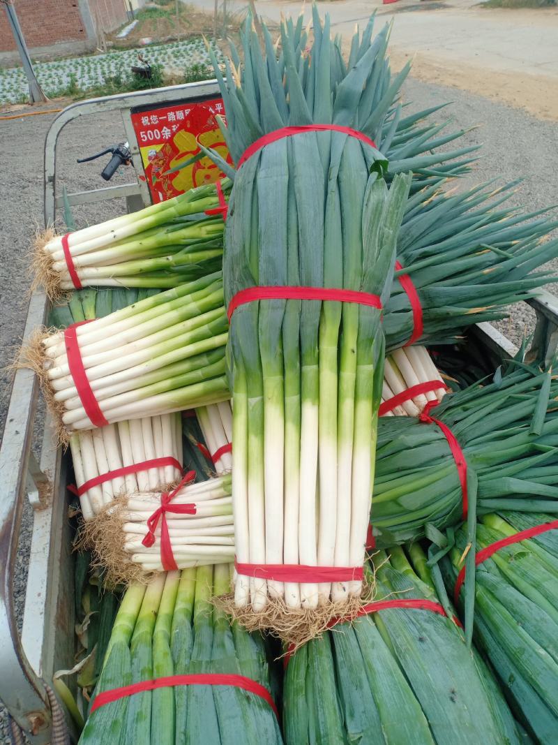 精品优质铁杆钢葱大量上市中！...…………