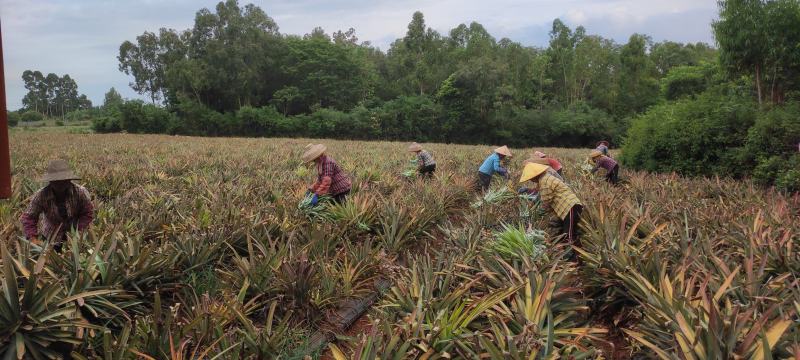 台湾凤梨苗品种多整车特价便宜低价金钻凤梨甜蜜蜜手撕凤梨