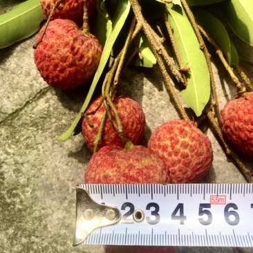 糯米糍荔枝