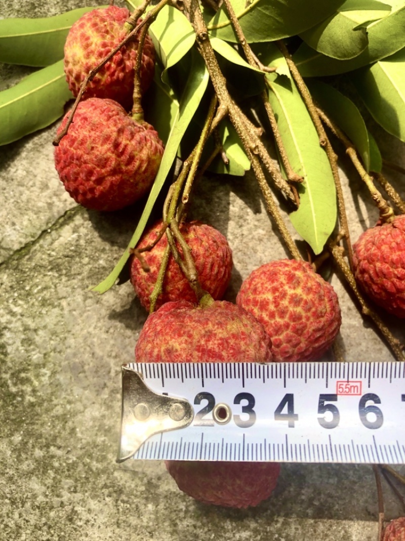 糯米糍荔枝