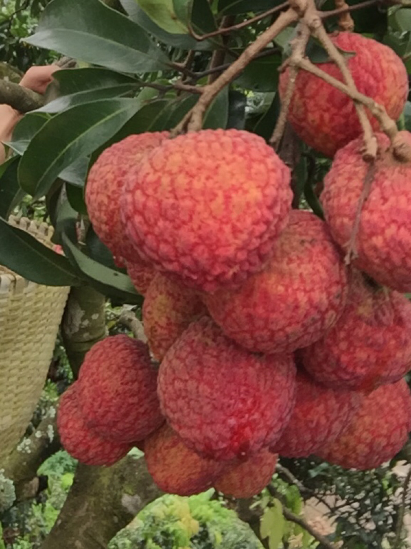 糯米糍荔枝