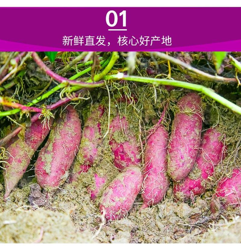 【产地】【香甜粉糯】新鲜沙地紫薯支持一件代发包邮