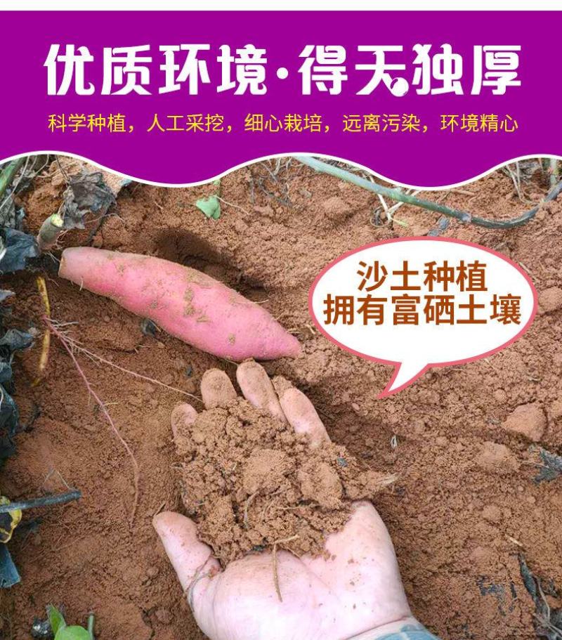 【产地】【香甜粉糯】新鲜沙地紫薯支持一件代发包邮