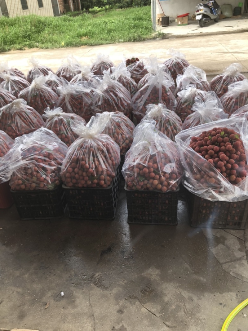 桂味荔枝大量上市，小籽，无水印无鸭头绿，一级果
