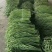 长豇豆，质量高货源广60----70长度，产地直供：现货