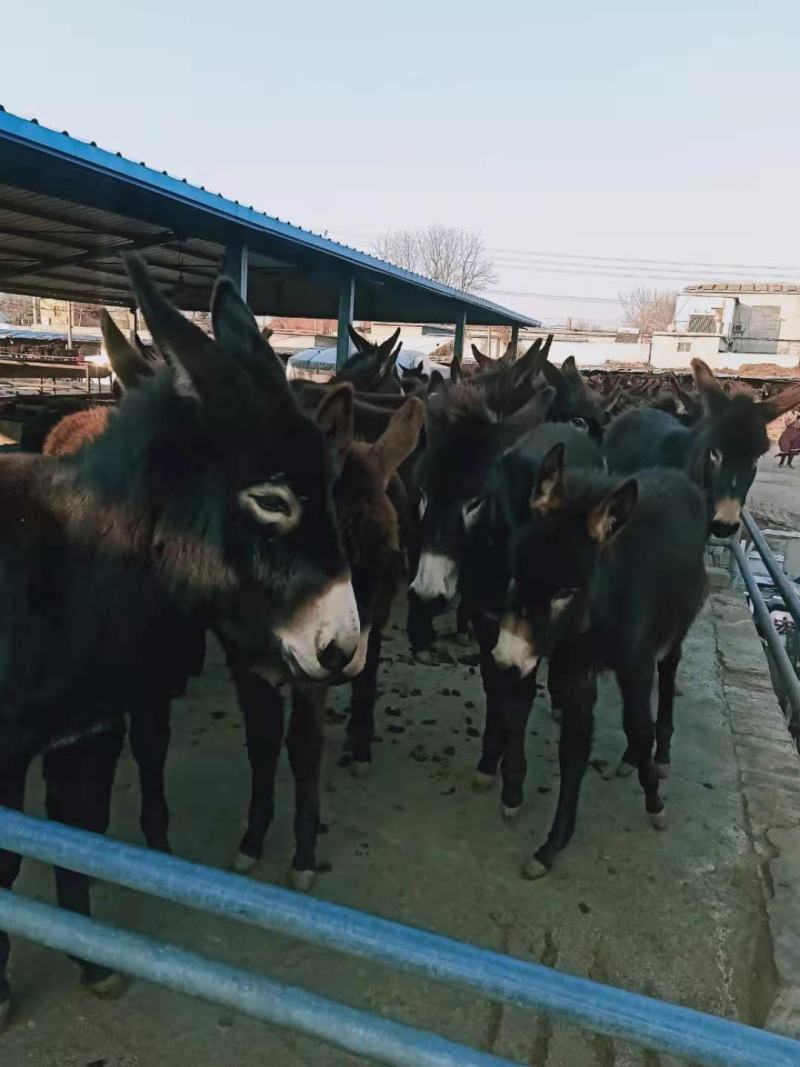肉驴苗架子驴活驴育肥驴德州毛驴成年母驴公驴崽供应