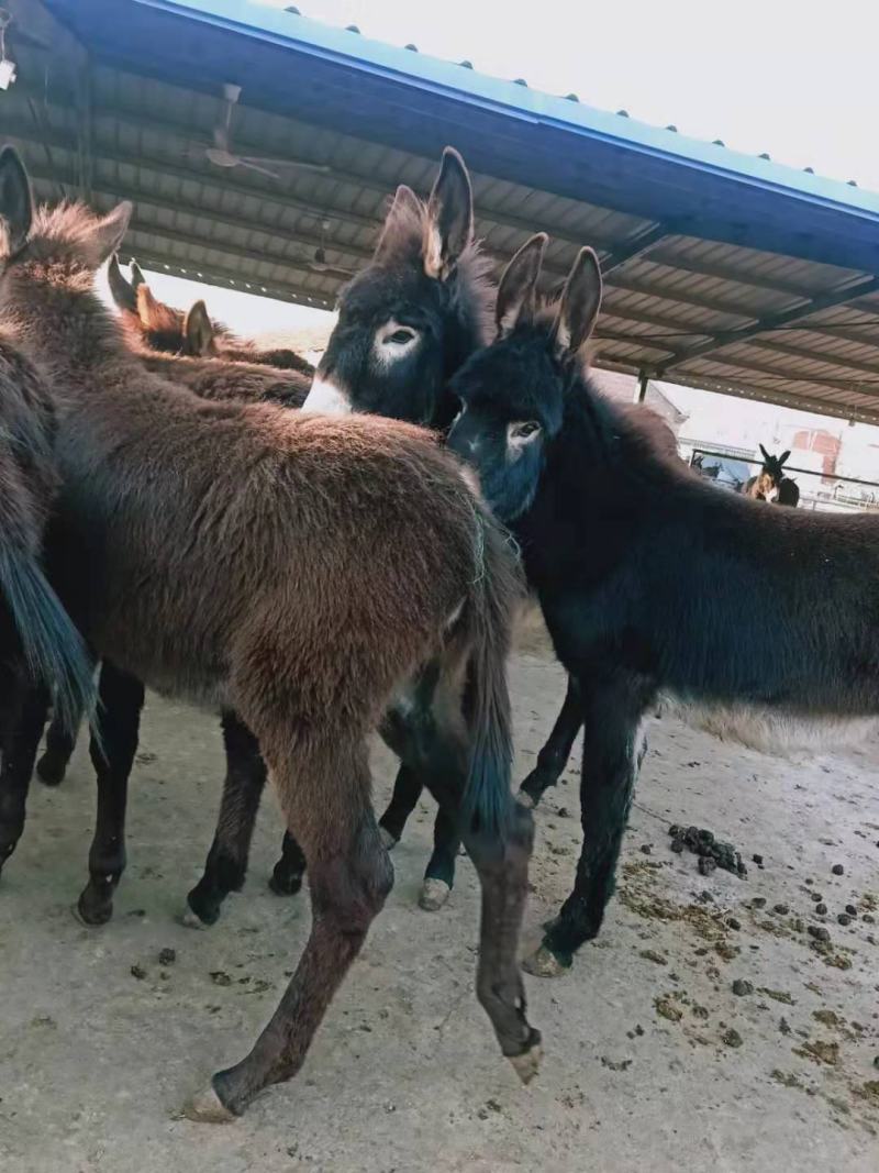 肉驴苗架子驴活驴育肥驴德州毛驴成年母驴公驴崽供应