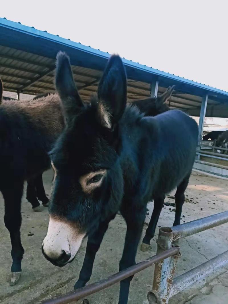 肉驴苗架子驴活驴育肥驴德州毛驴成年母驴公驴崽供应