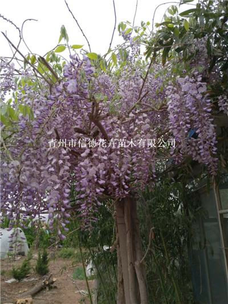 紫藤，2.3.4.5都有，一手货源