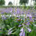 紫花玉簪杯苗，紫玉簪袋苗，一手货源，大量有货