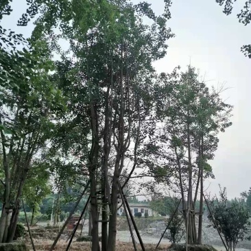 丛生银杏，自家基地量大从优，欢迎选购