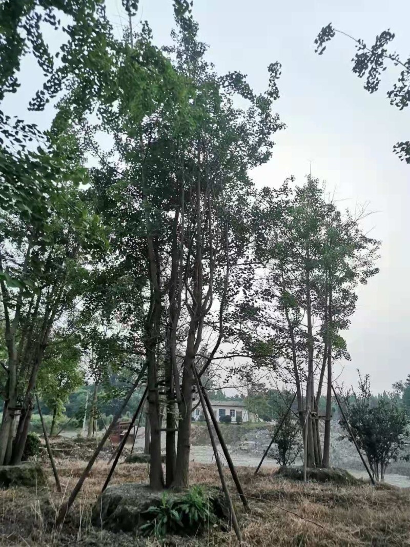 丛生银杏，自家基地量大从优，欢迎选购