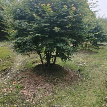 丛生鸡爪槭，各规格齐全自家基地量大从优，欢迎选购