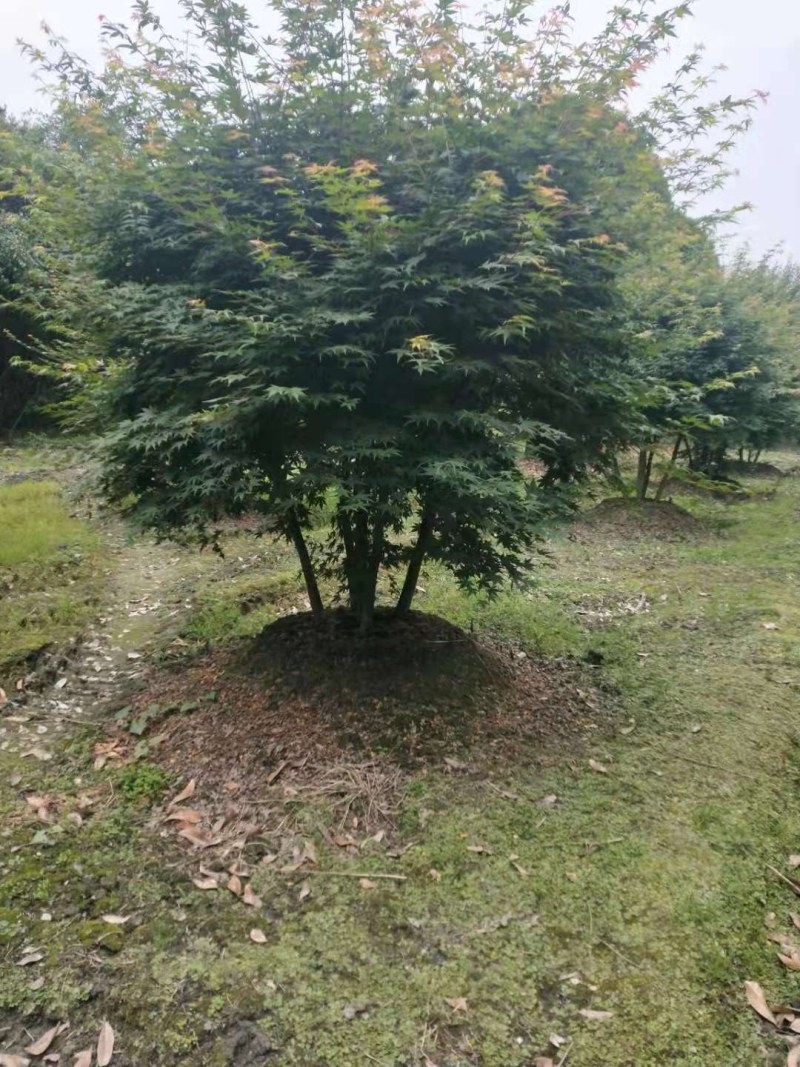 丛生鸡爪槭，各规格齐全自家基地量大从优，欢迎选购