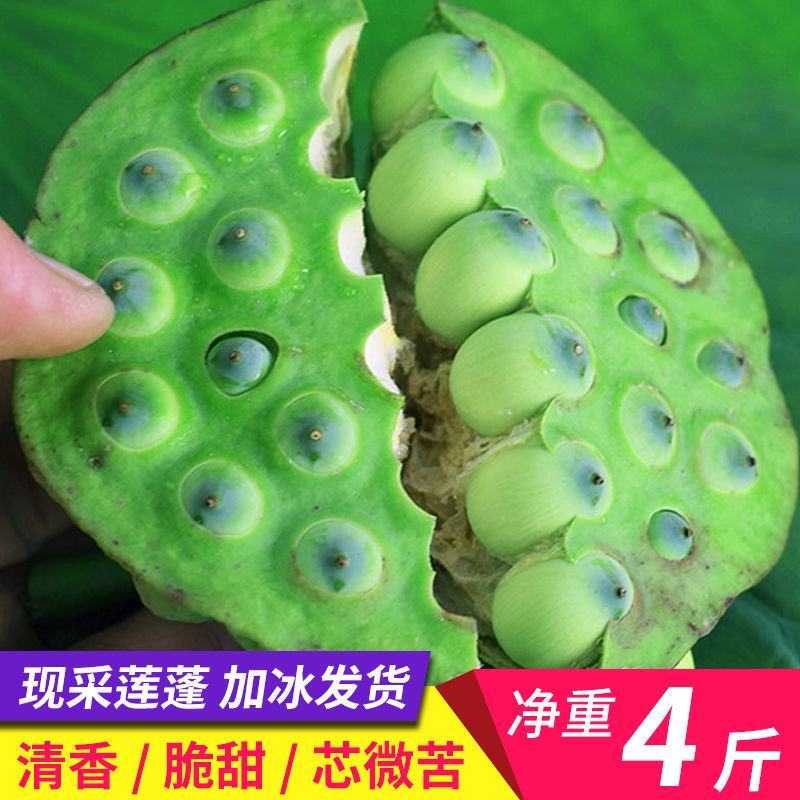 新鲜莲蓬，莲子，荷花，产地直发，可一件代发。