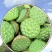 新鲜莲蓬，莲子，荷花，产地直发，可一件代发。