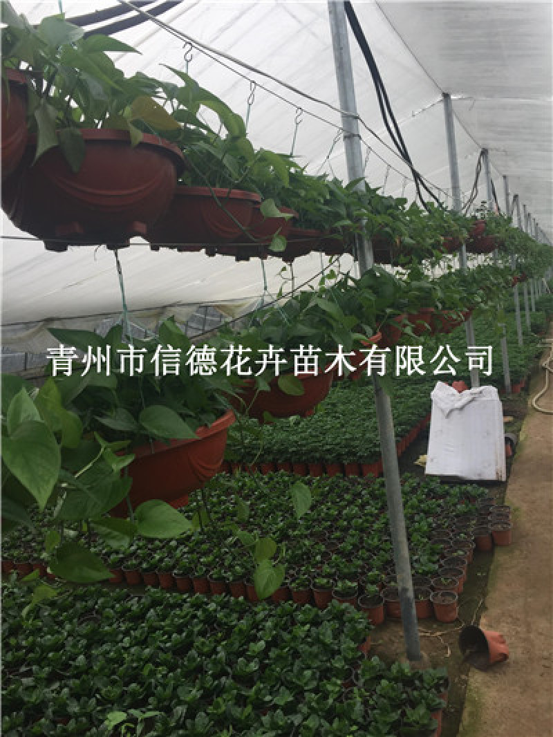 绿萝，基地直发，大量有货，一手货源