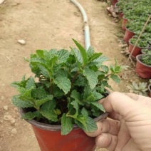 薄荷，一手货源，基地直发，量大优惠，规格齐全