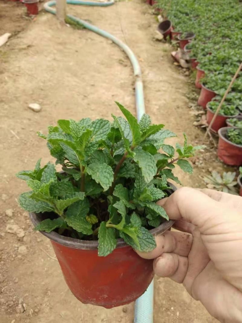 薄荷，一手货源，基地直发，量大优惠，规格齐全