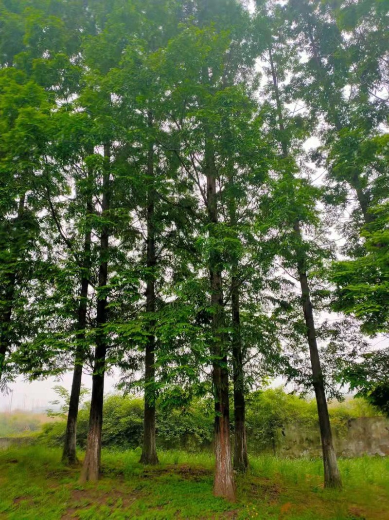 水杉，自家基地量大从优，欢迎选购