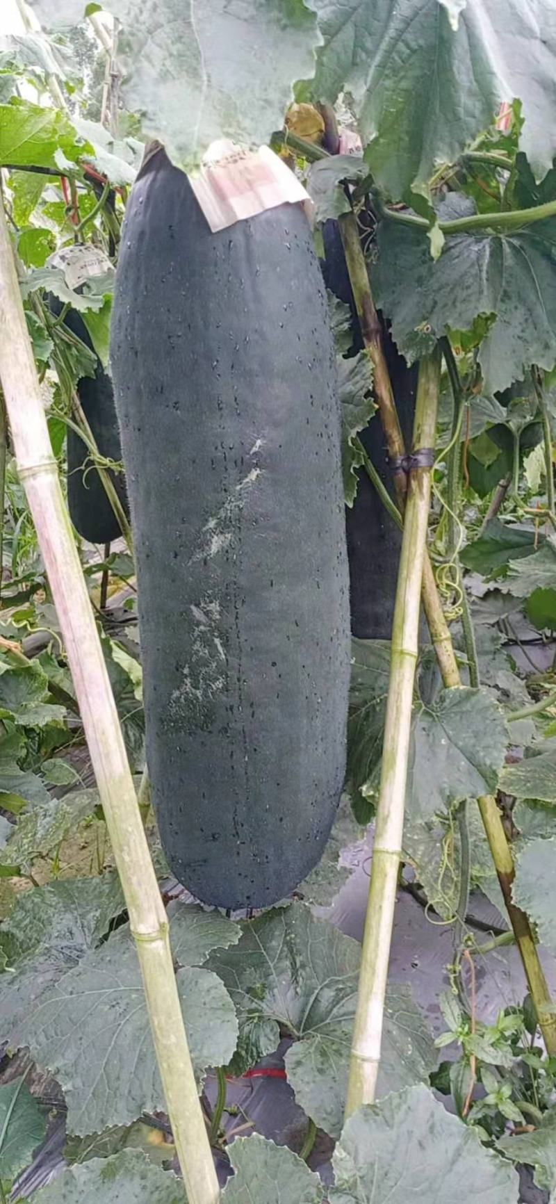 广西黑皮冬瓜，20斤以上，吊瓜