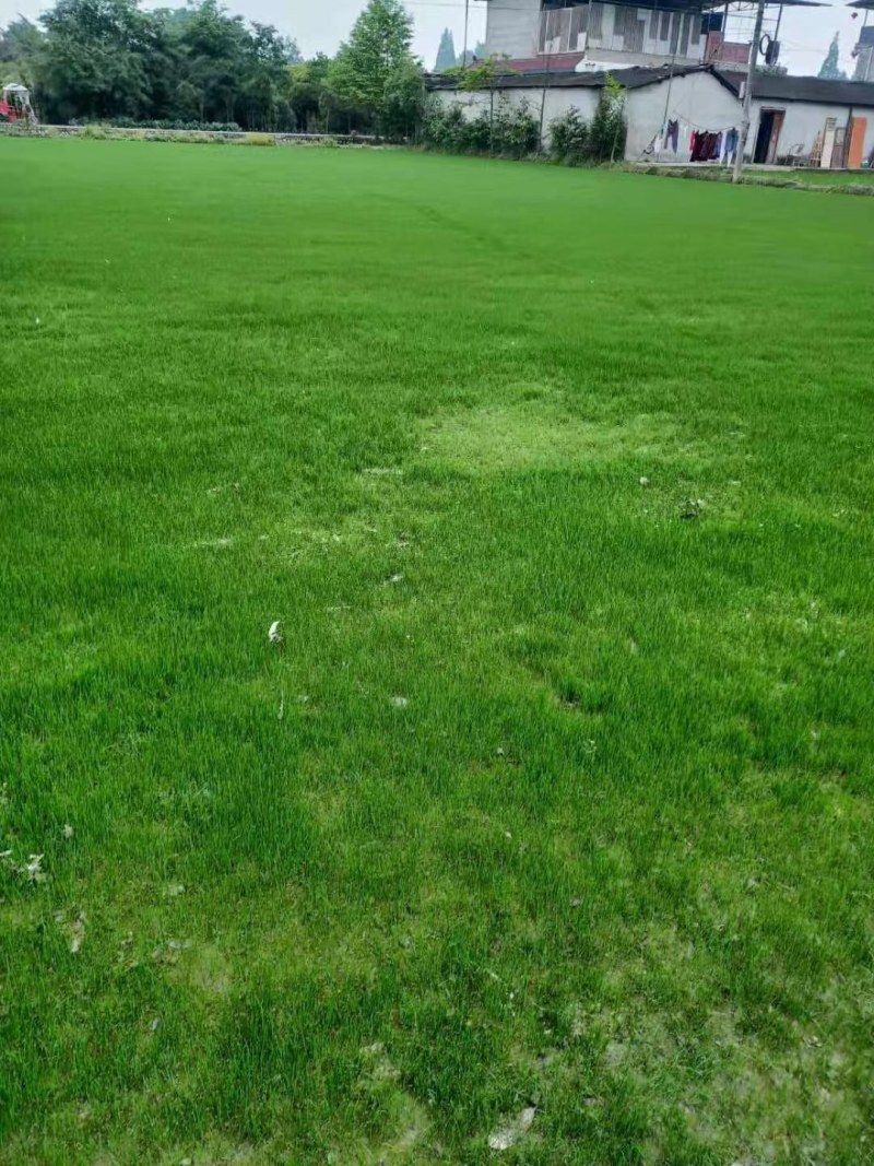 草坪，自家基地量大从优，欢迎选购