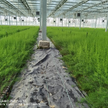 笋芽粗大芽多半年可采高产一代苗tc30芦笋苗
