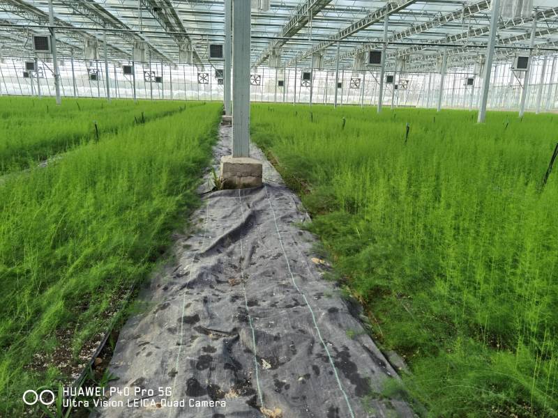 笋芽粗大芽多半年可采高产一代苗tc30芦笋苗