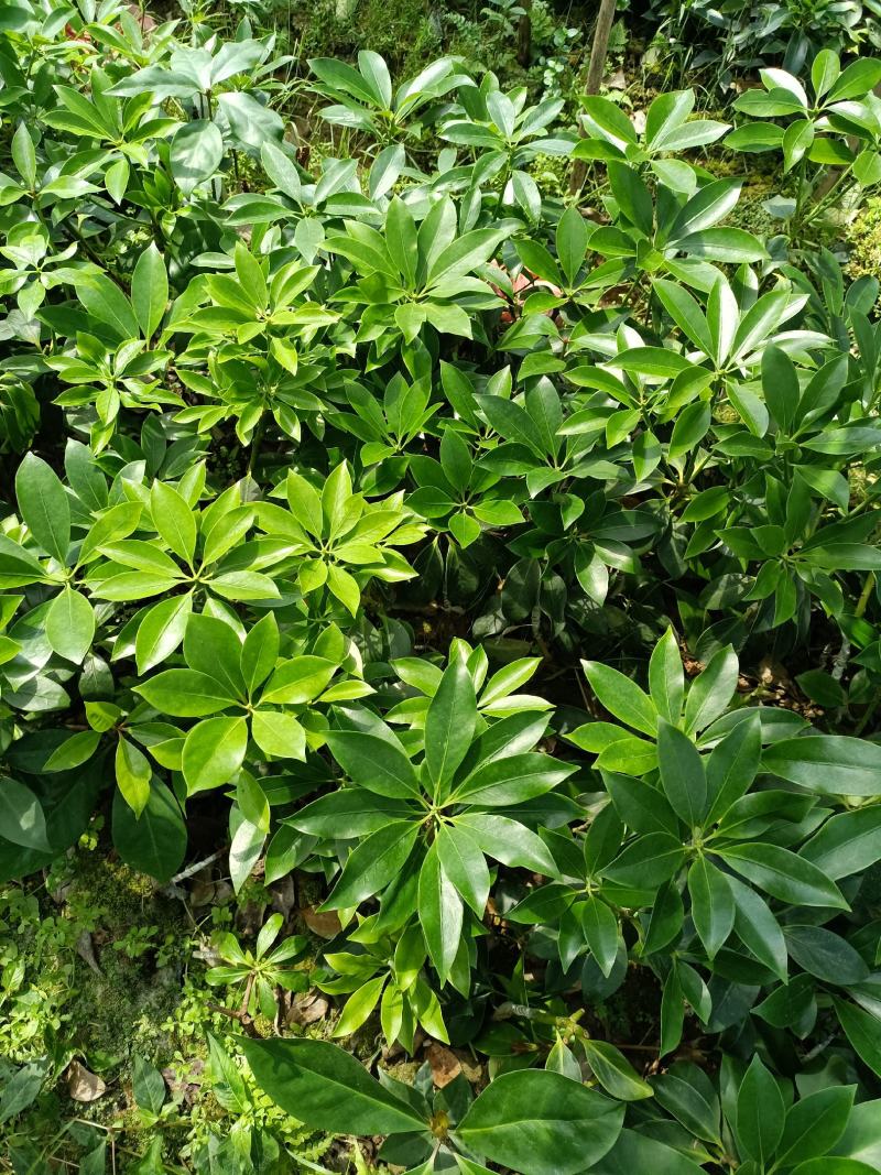 八角嫁接苗