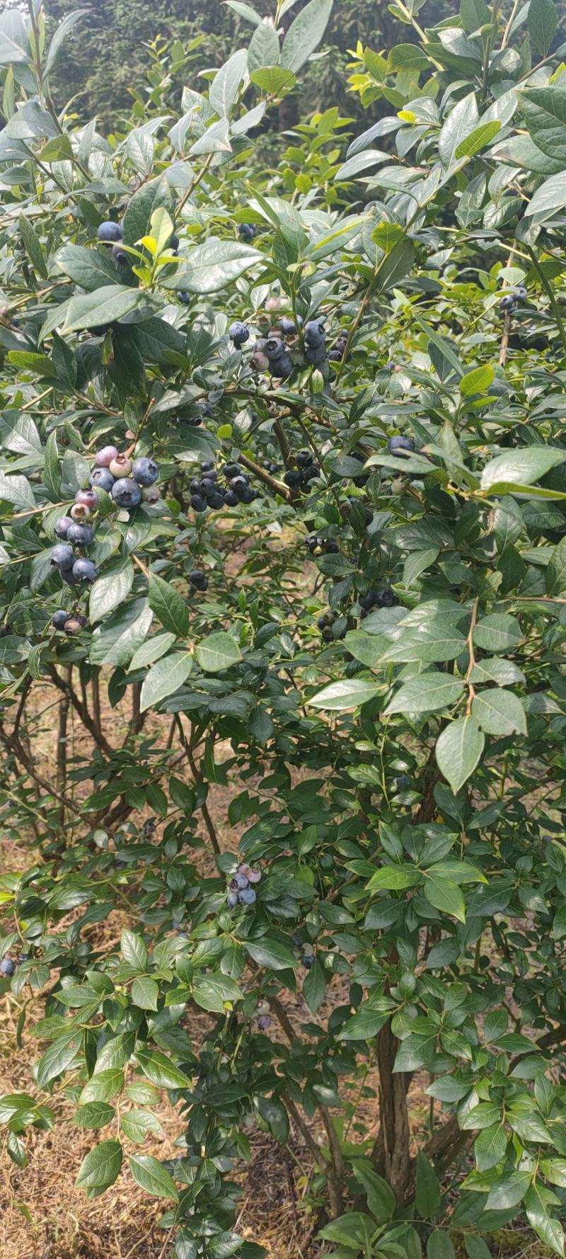 蓝莓