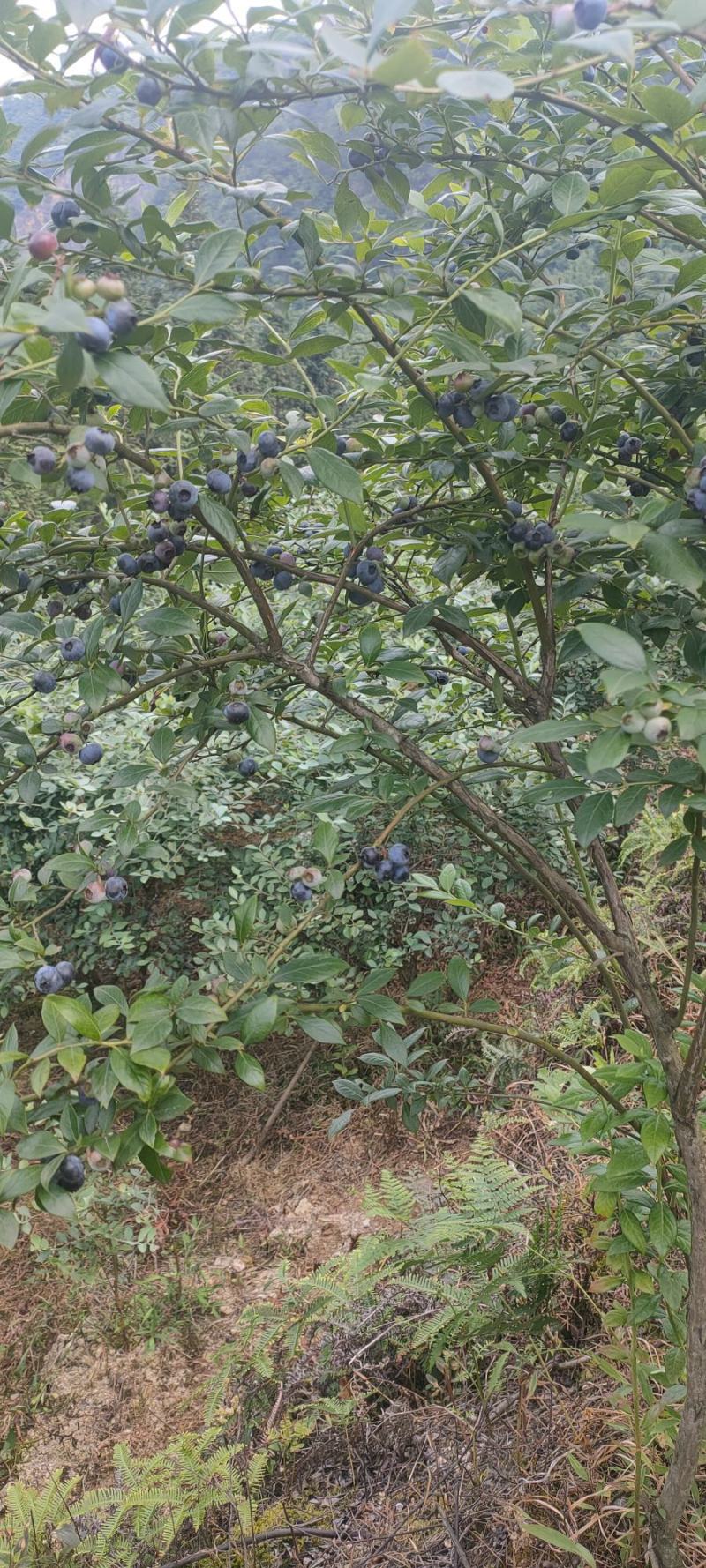 蓝莓